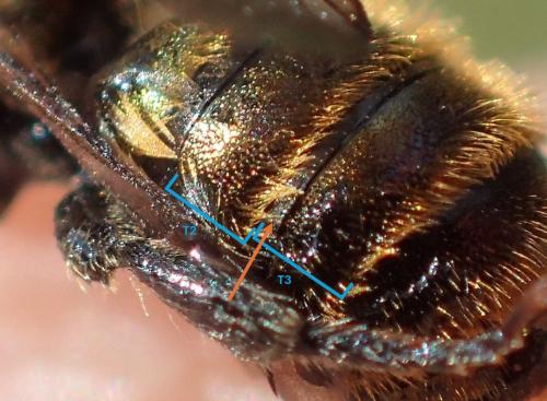 Osmia caerulescens